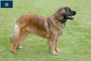 Read more about the article Leonberger breeders and puppies in Vermont