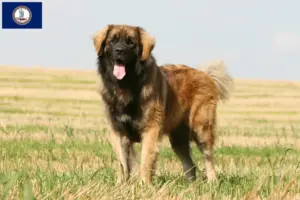Read more about the article Leonberger breeders and puppies in Virginia
