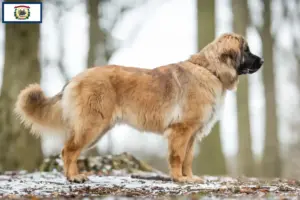 Read more about the article Leonberger breeders and puppies in West Virginia