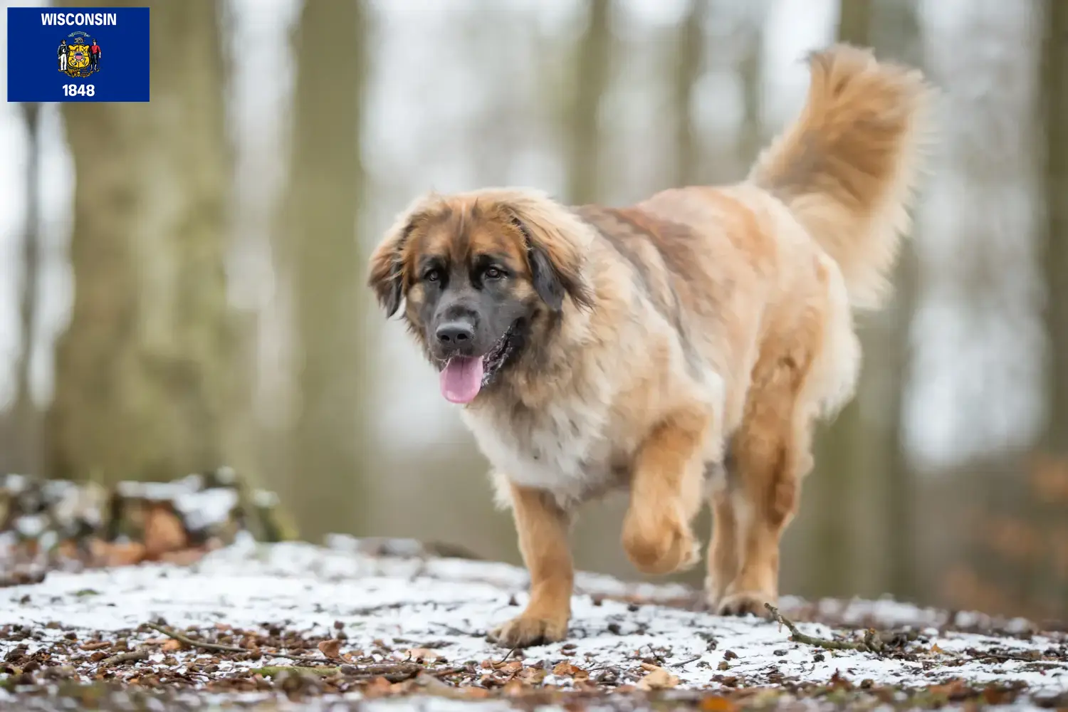 Leonberger puppies and breeder Wisconsin Find Leonberger breeders in Wisconsin.