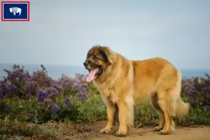 Read more about the article Leonberger breeders and puppies in Wyoming