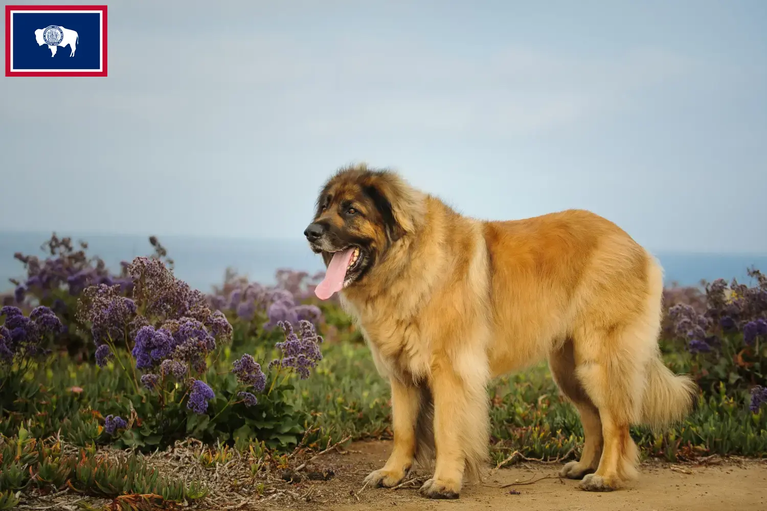 Read more about the article Leonberger breeders and puppies in Wyoming