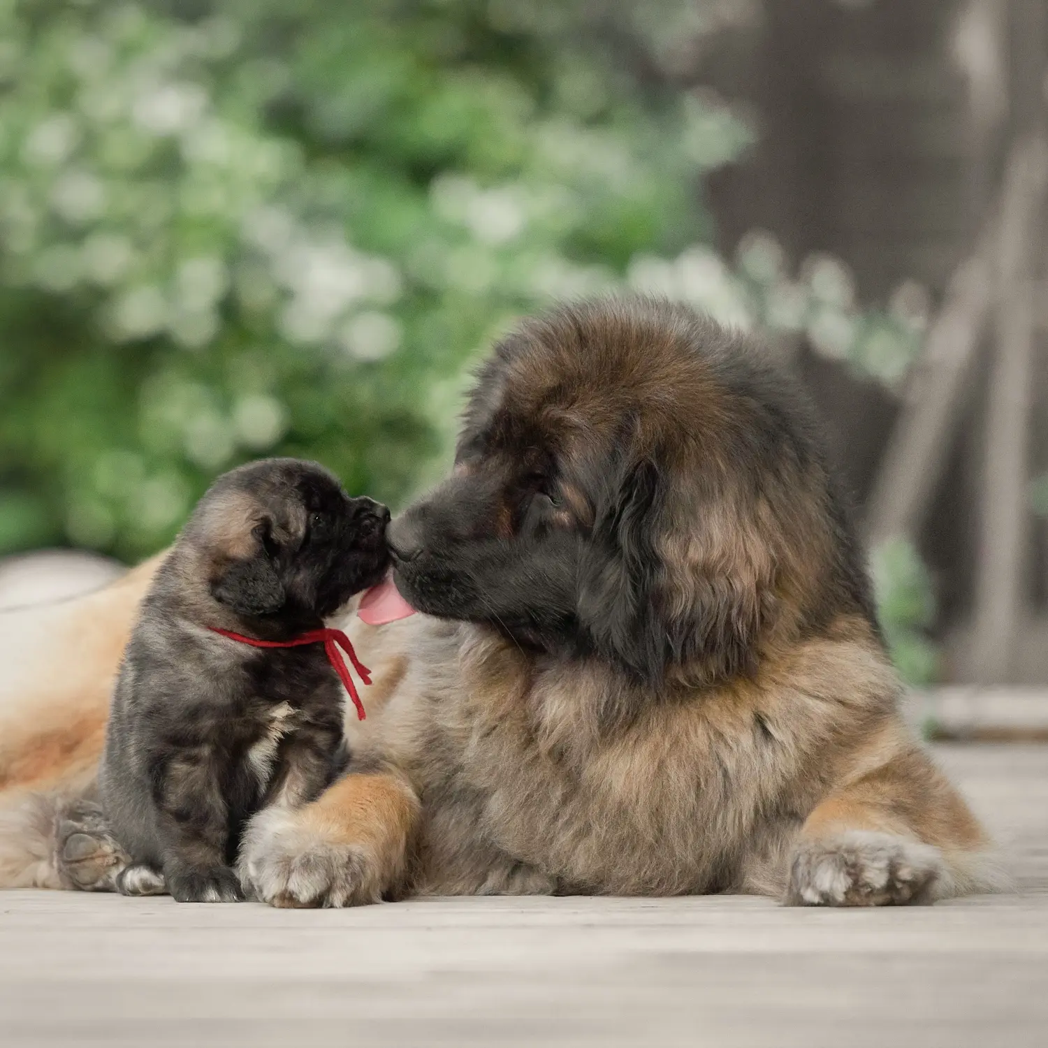 Buying a Leonberger puppy means taking responsibility! Buy Leonberger puppies.