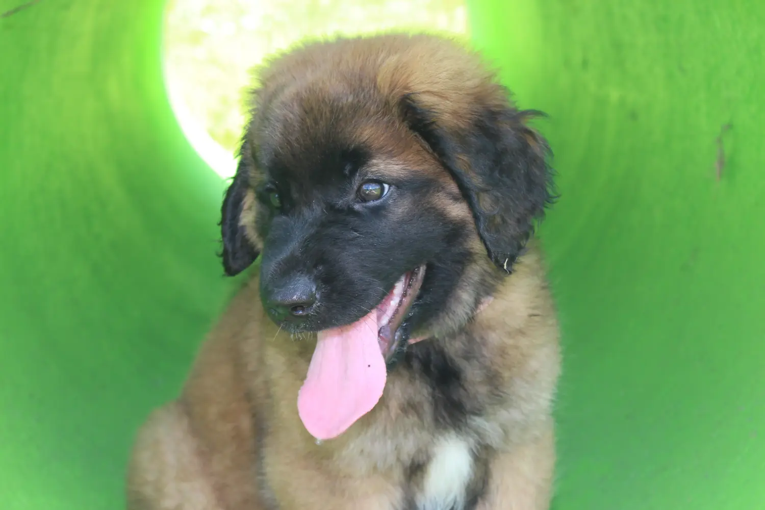Buying a Leonberger puppy means taking responsibility! Buy Leonberger puppies.