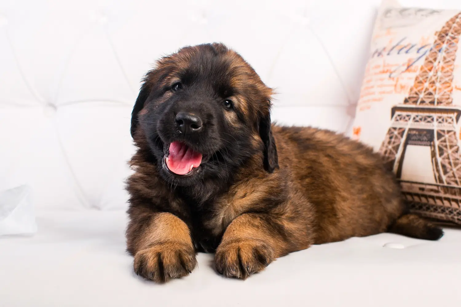Buying a Leonberger puppy means taking responsibility! Buy Leonberger puppies.
