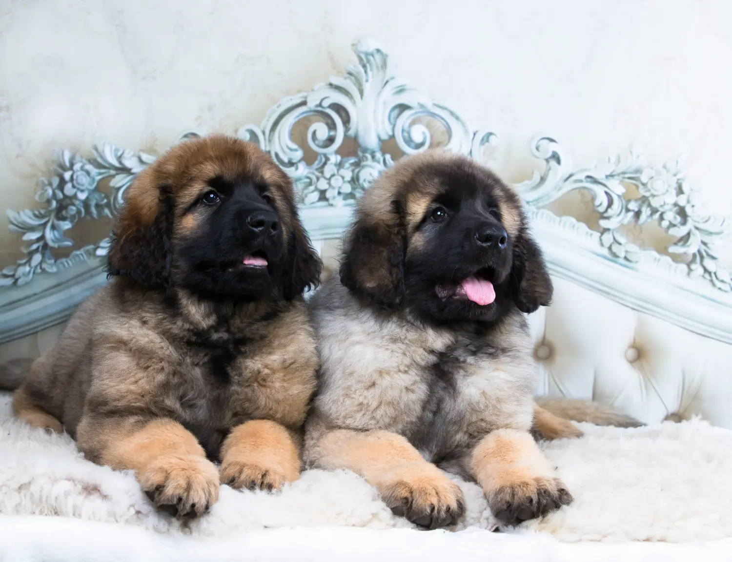 Buying a Leonberger puppy means taking responsibility! Buy Leonberger puppies.