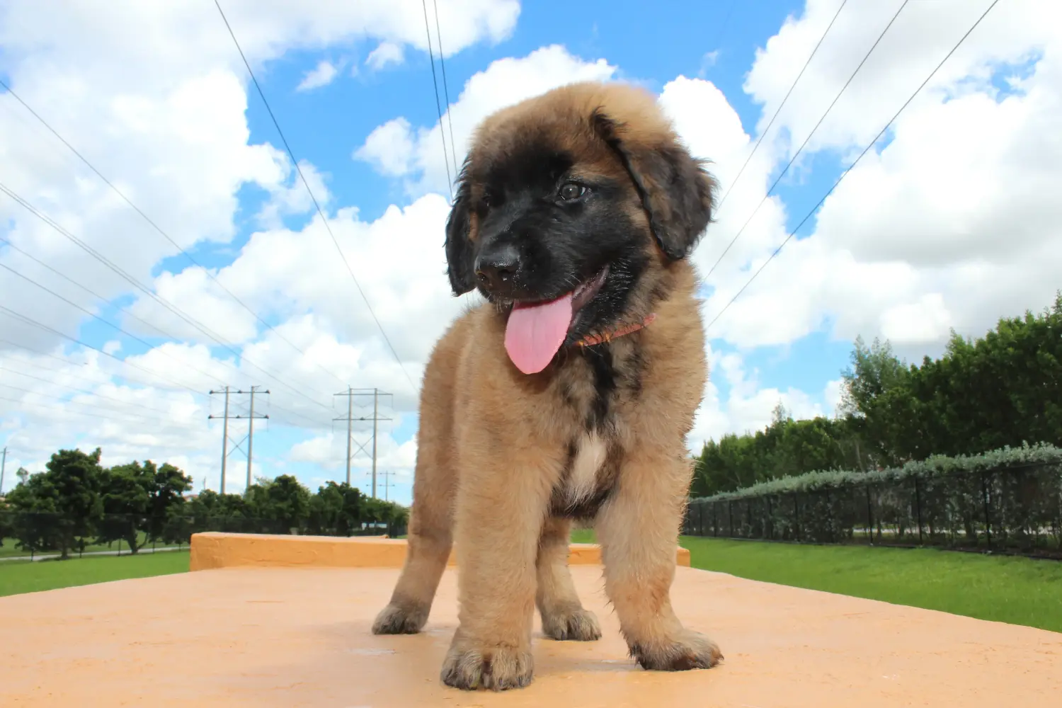 Buying a Leonberger puppy means taking responsibility! Buy Leonberger puppies.
