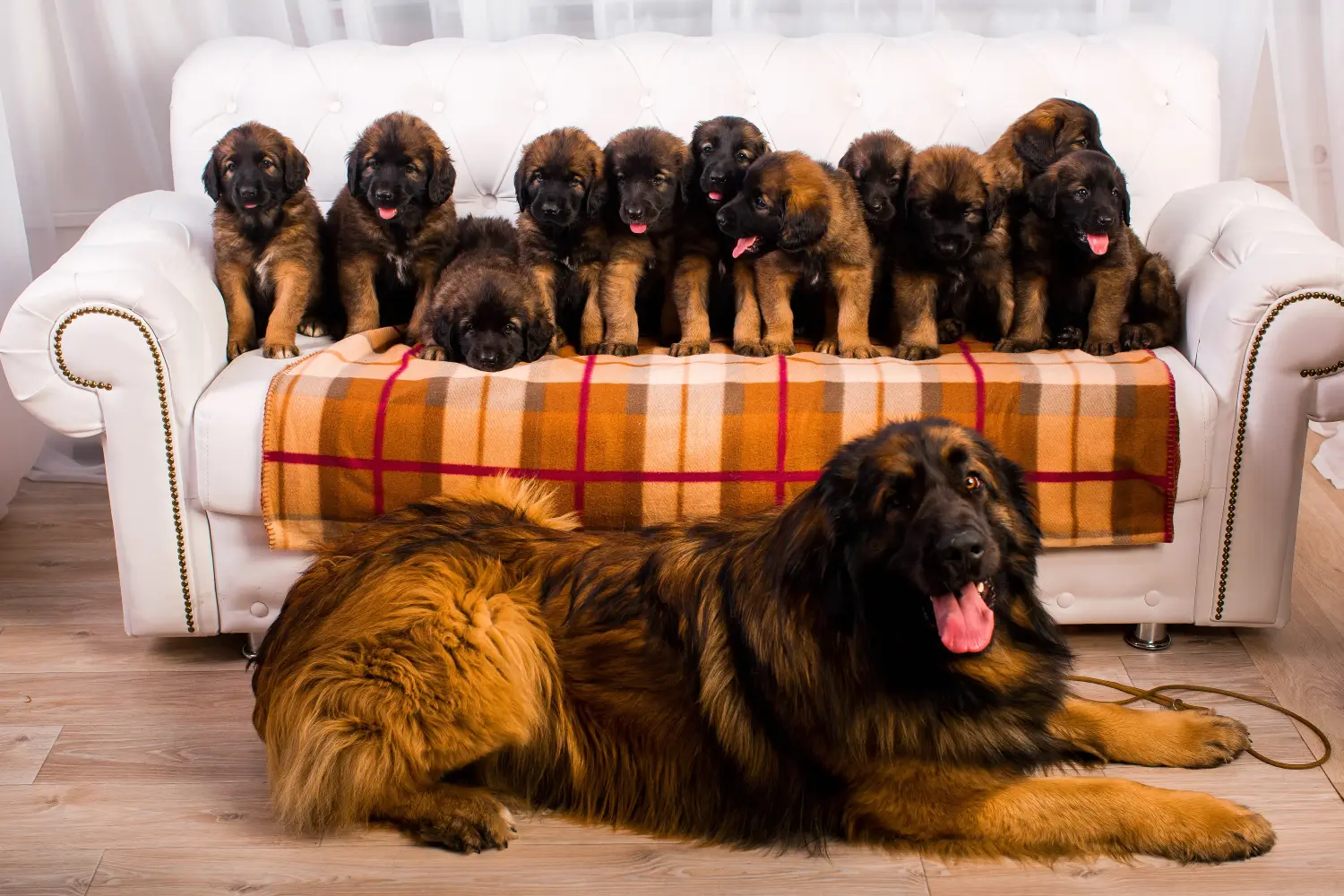 Buying a Leonberger puppy means taking responsibility! Buy Leonberger puppies.
