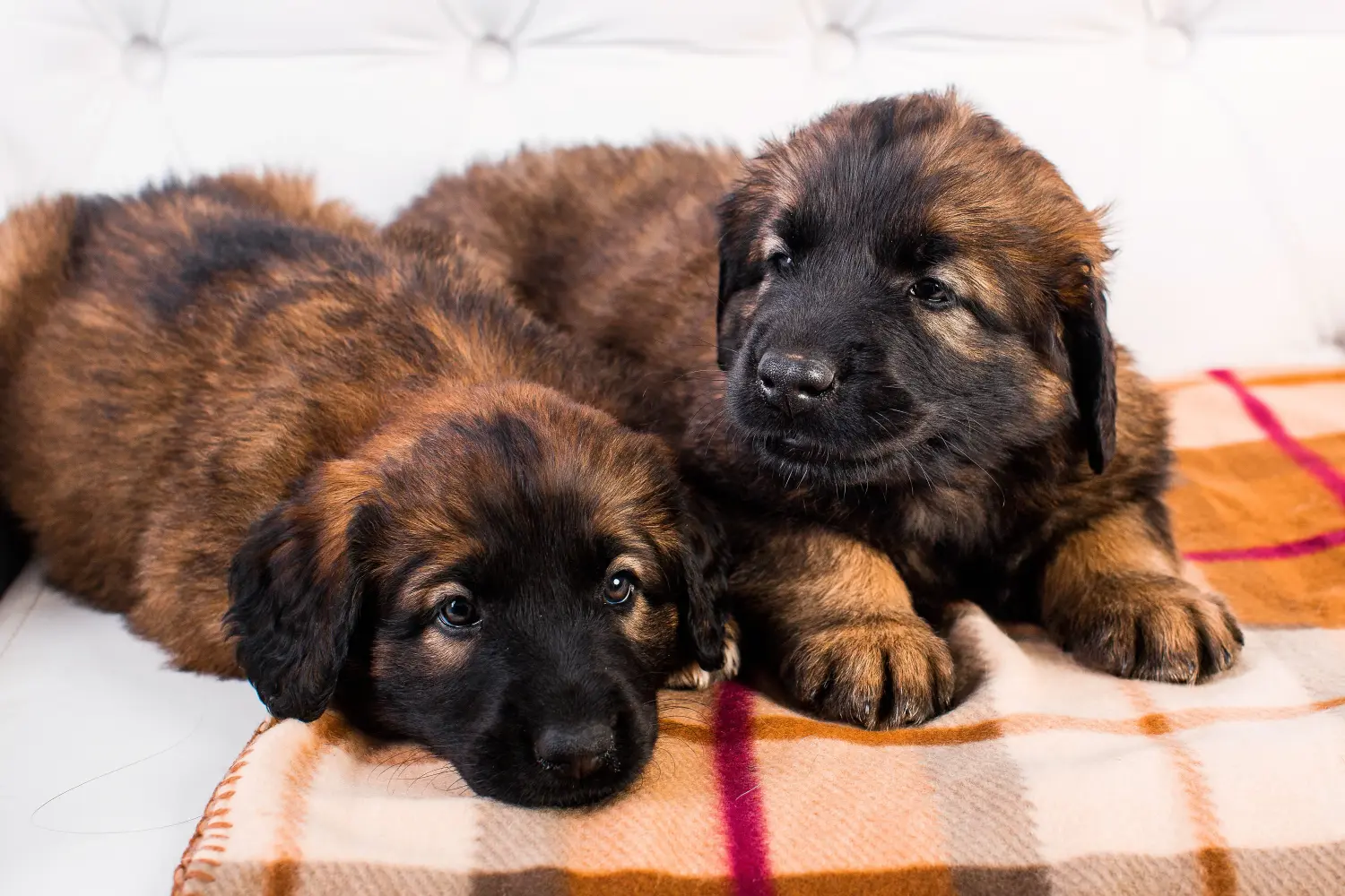 Buying a Leonberger puppy means taking responsibility! Buy Leonberger puppies.