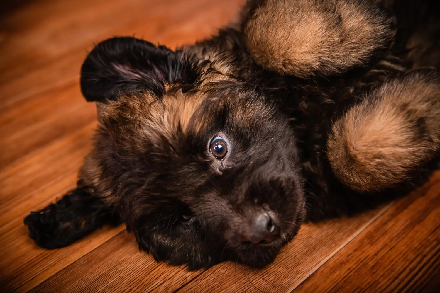Buying a Leonberger puppy means taking responsibility! Buy Leonberger puppies.