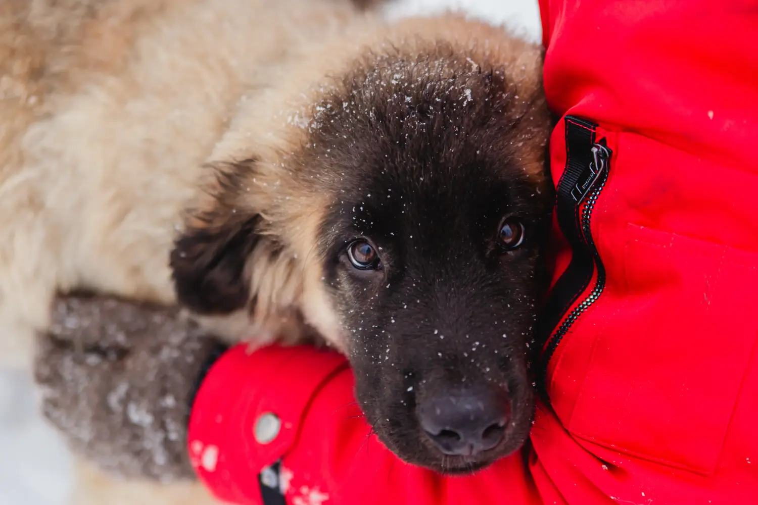Buying a Leonberger puppy means taking responsibility! Buy Leonberger puppies.
