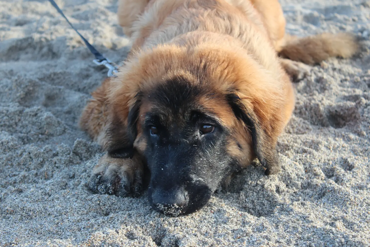 Buying a Leonberger puppy means taking responsibility! Buy Leonberger puppies.
