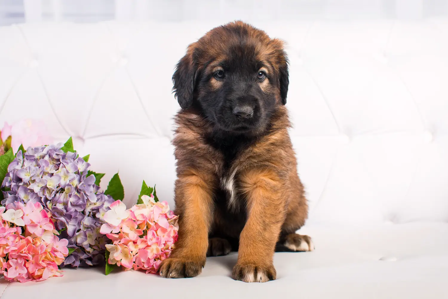 Buying a Leonberger puppy means taking responsibility! Buy Leonberger puppies.