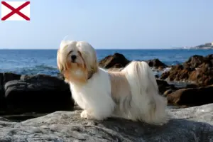 Read more about the article Lhasa Apso breeders and puppies in Alabama
