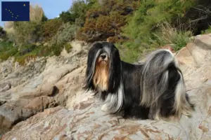 Read more about the article Lhasa Apso breeders and puppies in Alaska