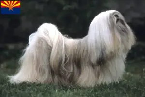 Read more about the article Lhasa Apso breeders and puppies in Arizona