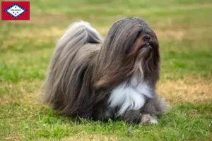 Read more about the article Lhasa Apso breeders and puppies in Arkansas
