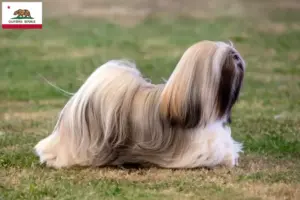 Read more about the article Lhasa Apso breeders and puppies in California