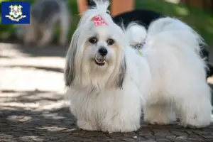 Read more about the article Lhasa Apso breeders and puppies in Connecticut