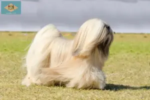 Read more about the article Lhasa Apso breeders and puppies in Delaware
