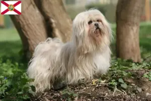 Read more about the article Lhasa Apso breeders and puppies in Florida