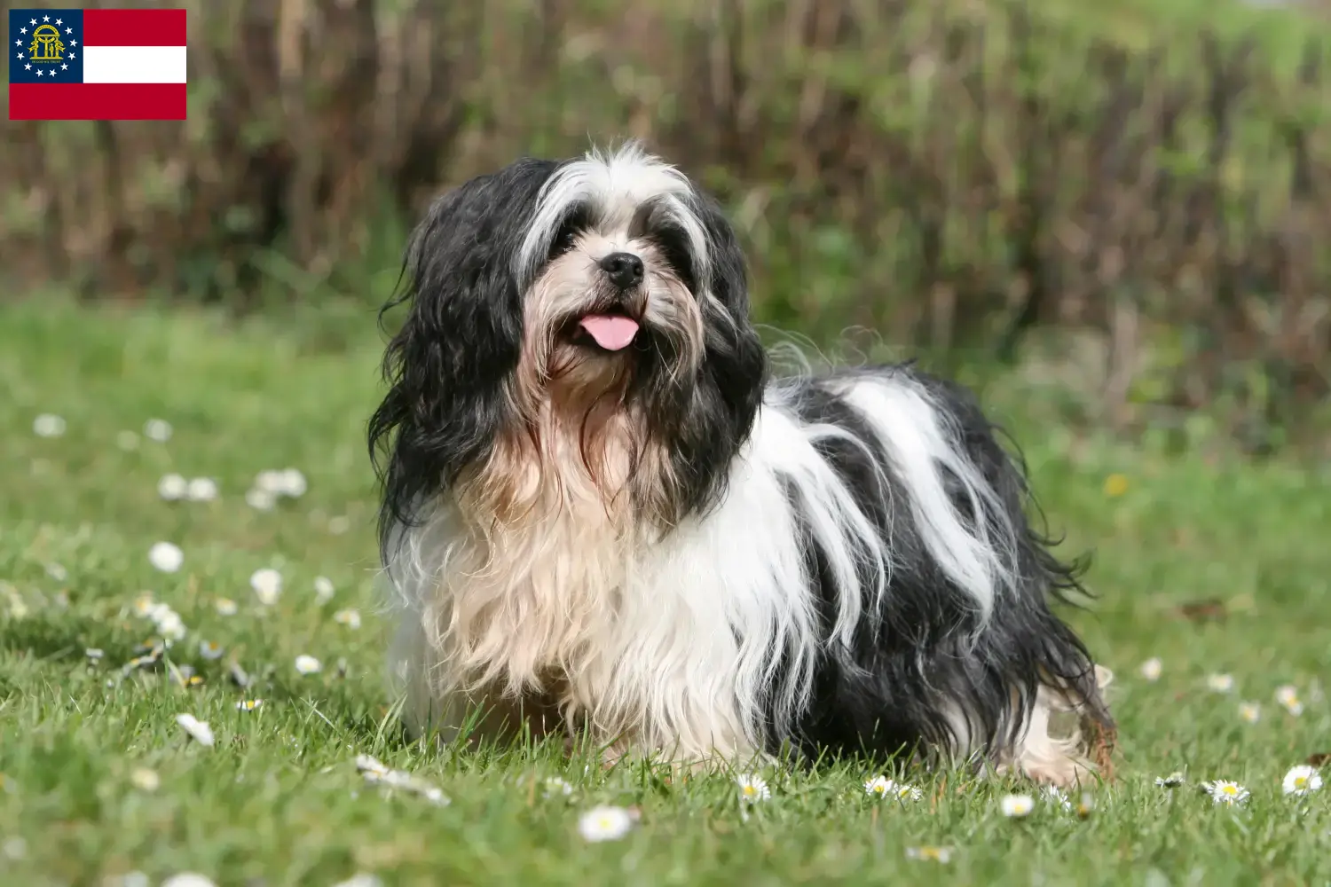 Lhasa Apso puppies and breeders Georgia Here you can find Lhasa Apsos breeders in Georgia.