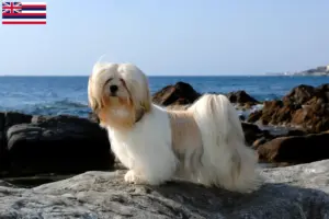 Read more about the article Lhasa Apso breeders and puppies in Hawaii