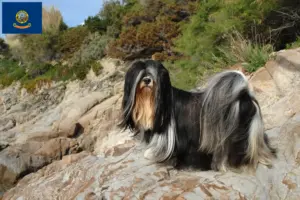 Read more about the article Lhasa Apso breeders and puppies in Idaho