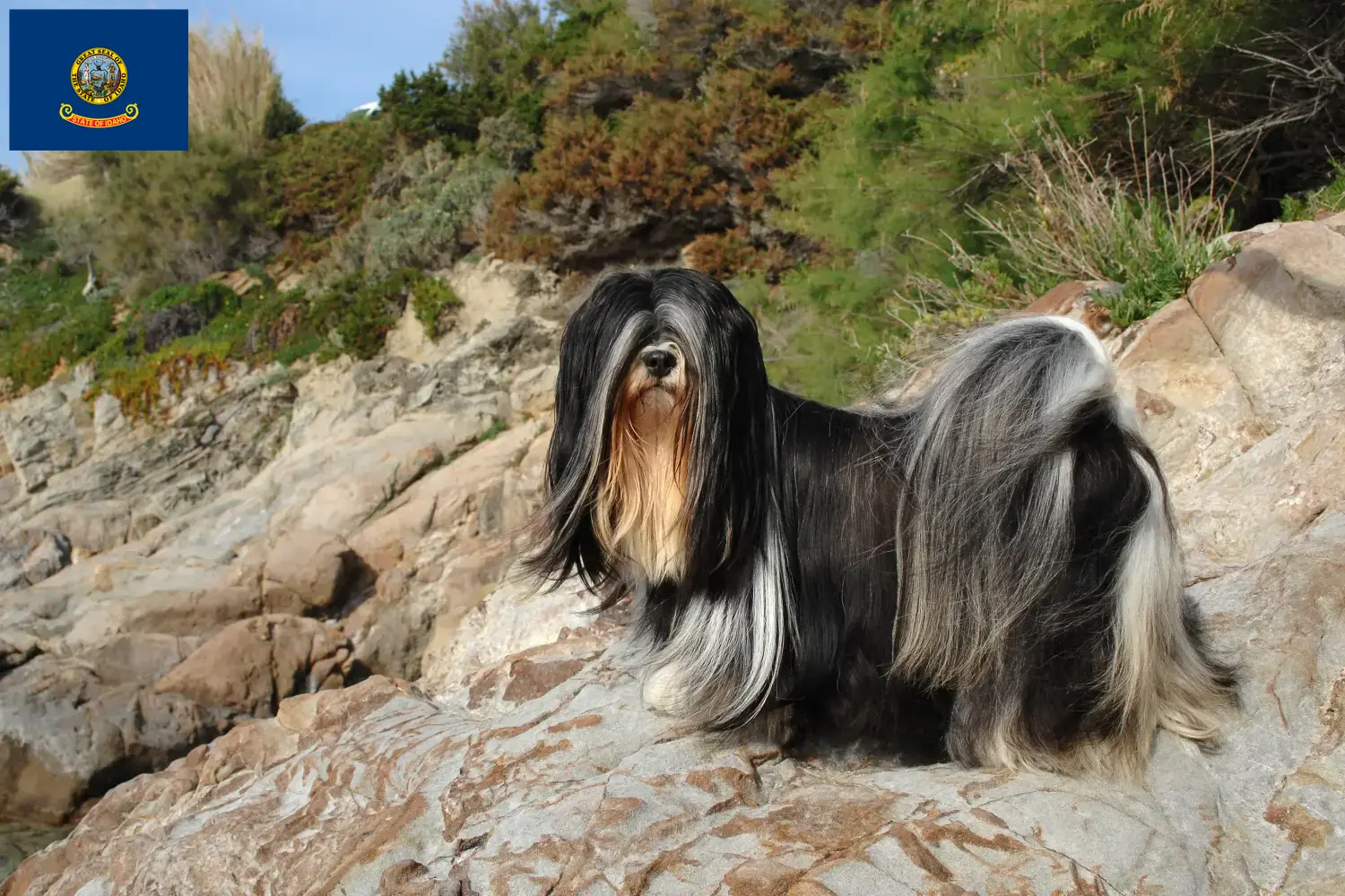 Lhasa Apso puppies and breeders Idaho Here you can find Lhasa Apsos breeders in Idaho.