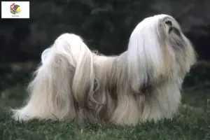 Read more about the article Lhasa Apso breeders and puppies in Illinois