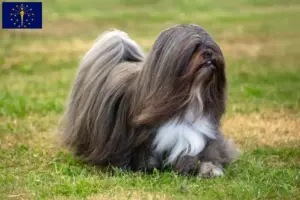Read more about the article Lhasa Apso breeders and puppies in Indiana