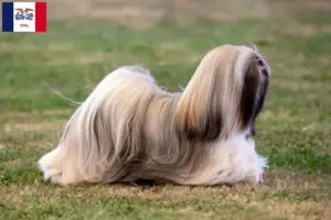 Read more about the article Lhasa Apso breeders and puppies in Iowa