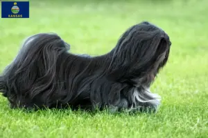 Read more about the article Lhasa Apso breeders and puppies in Kansas