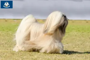 Read more about the article Lhasa Apso breeders and puppies in Louisiana