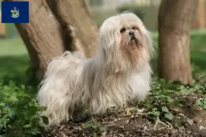 Read more about the article Lhasa Apso breeders and puppies in Maine