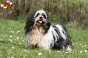 Read more about the article Lhasa Apso breeders and puppies in Maryland