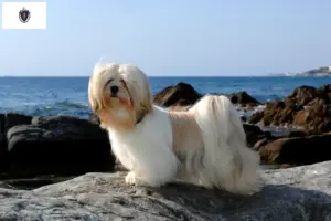 Read more about the article Lhasa Apso breeders and puppies in Massachusetts