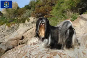 Read more about the article Lhasa Apso breeders and puppies in Michigan