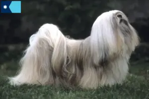 Read more about the article Lhasa Apso breeders and puppies in Minnesota