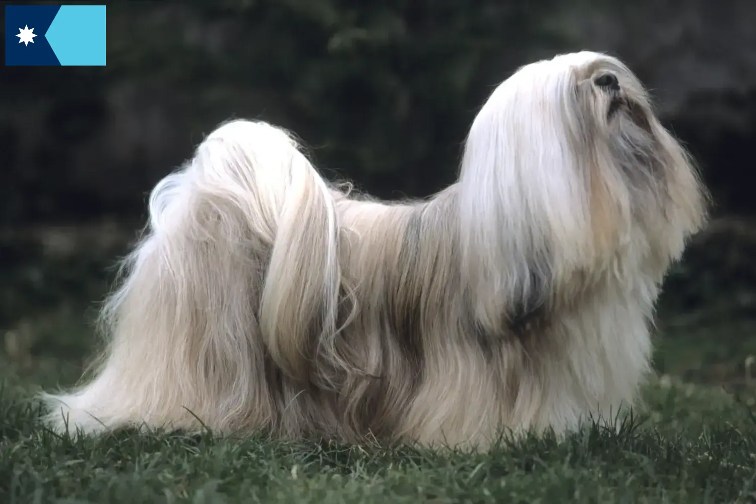 Lhasa Apso puppies and breeders Minnesota Find Lhasa Apsos breeders in Minnesota.