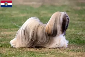 Read more about the article Lhasa Apso breeders and puppies in Missouri