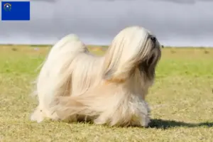 Read more about the article Lhasa Apso breeders and puppies in Nevada