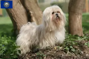 Read more about the article Lhasa Apso breeders and puppies in New Hampshire