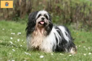 Read more about the article Lhasa Apso breeders and puppies in New Jersey