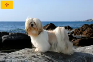 Read more about the article Lhasa Apso breeders and puppies in New Mexico