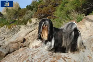 Read more about the article Lhasa Apso breeders and puppies in New York