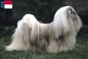 Read more about the article Lhasa Apso breeders and puppies in North Carolina