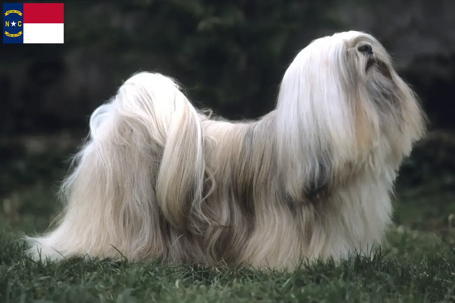 Lhasa Apso puppies and breeders North Carolina Find Lhasa Apsos breeders in North Carolina.