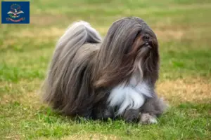 Read more about the article Lhasa Apso breeders and puppies in North Dakota