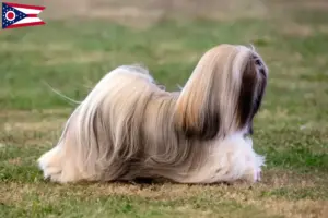 Read more about the article Lhasa Apso breeders and puppies in Ohio